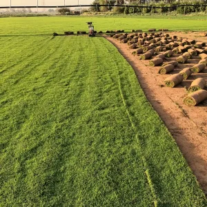 تنسيق حدائق ثيل طبيعي (5)